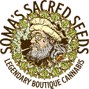 Soma Seeds