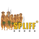 Spliff Seeds